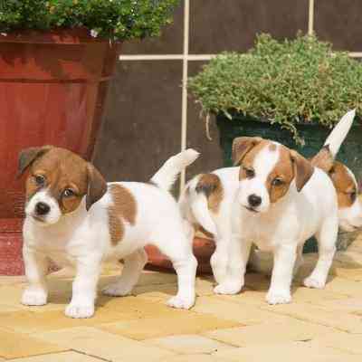 Jack Russell Puppies Штутгарт