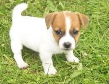 Jack Russell Puppies Berlin - photo 1