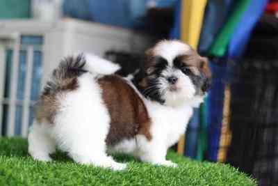 Shih Tzu puppies Hamburg