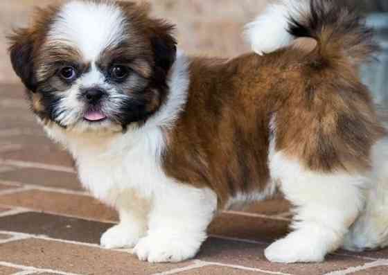 Shih Tzu Puppies Dresden