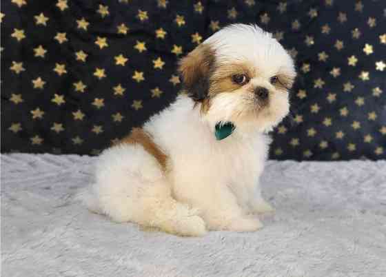 Shih Tzu Puppies Stuttgart