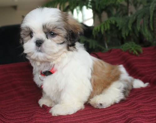 Shih Tzu puppies Hannover - photo 1