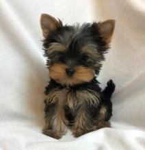 Yorkie Puppies Dresden - изображение 1