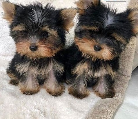 Yorkie Puppies Stuttgart - photo 1