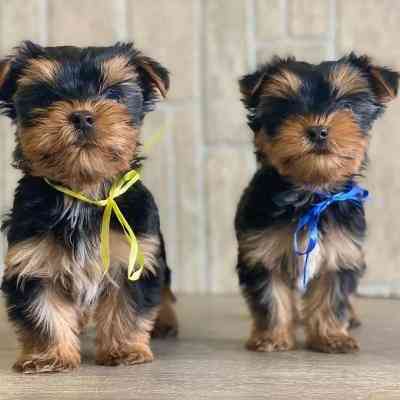 Yorkie Puppies Берлін