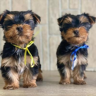 Yorkie Puppies Berlin - photo 1