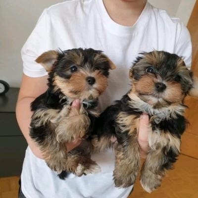 Yorkie Puppies Bremen - изображение 1