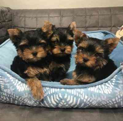 Yorkie Puppies Висбаден