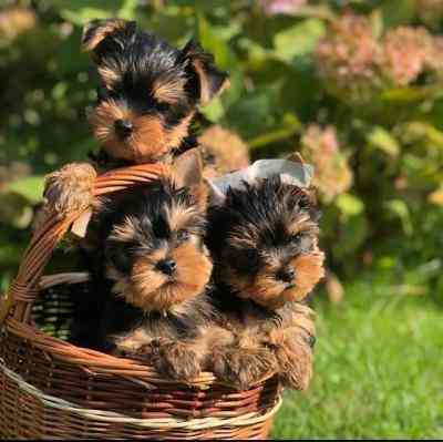 Yorkie Puppies Ганновер