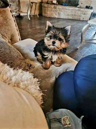 Yorkie Puppies Mainz