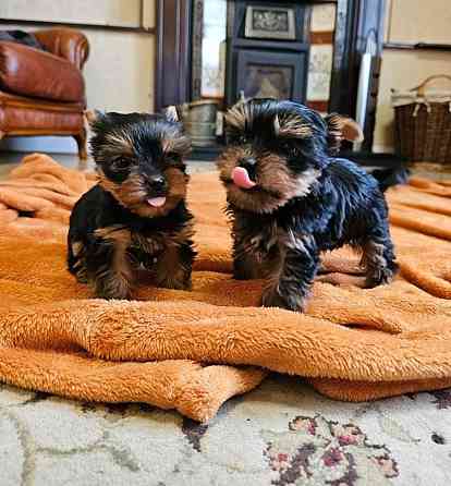 Yorkie Puppies Майнц