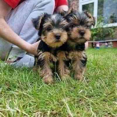 Yorkie Puppies Саарбрюккен