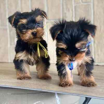 Yorkie Puppies Магдебург