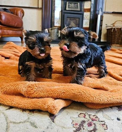 Yorkie Puppies Schwerin - photo 1