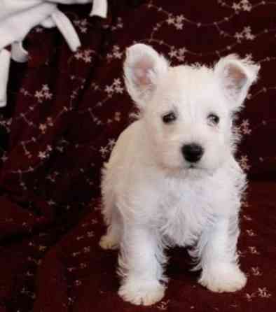 Westie Puppies Hamburg