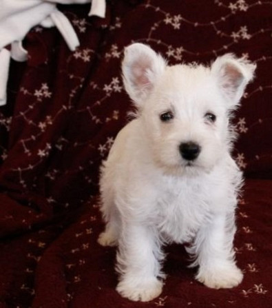 Westie Puppies Hamburg - photo 1