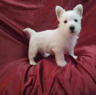 Westie Puppies Bremen