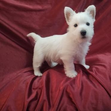 Westie Puppies Bremen - photo 1