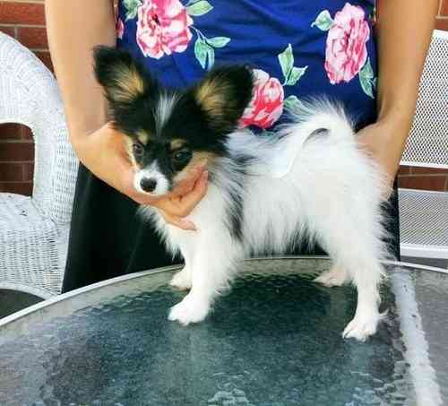 Papillon Puppies Duesseldorf