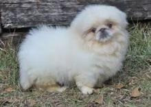 Pekingese puppies Dresden - photo 1