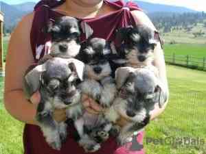 Miniature Schnauzer Puppies Берлин