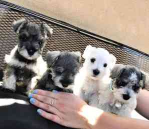 Miniature Schnauzer puppies Мюнхен