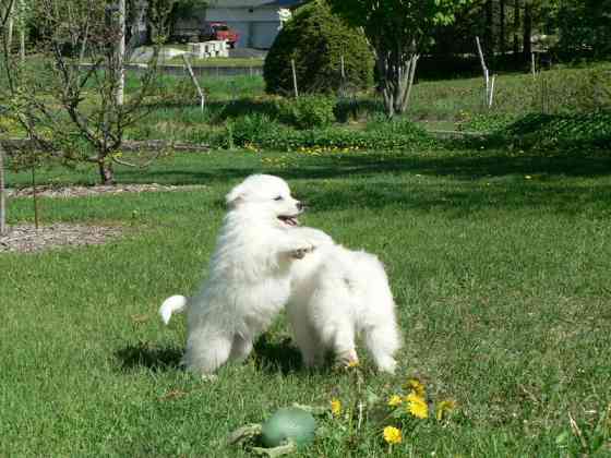 American Eskimo Puppies Hamburg