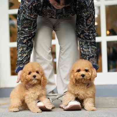 Goldendoodle Puppies Гамбург