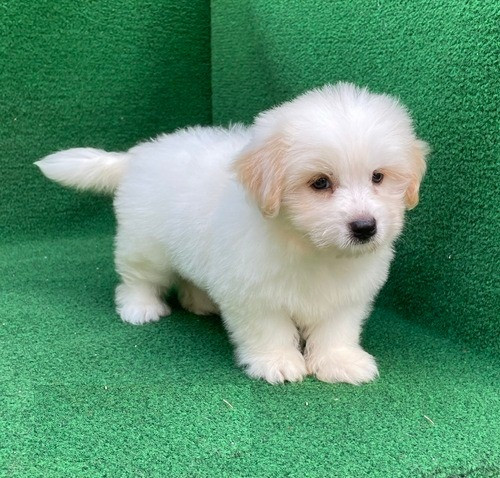 Havanese Puppies Hamburg - photo 1