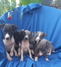 Italian Greyhound Puppies Ганновер - изображение 1