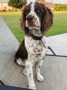 Springer Spaniel Welpen zu verkaufen Эрфурт - изображение 1