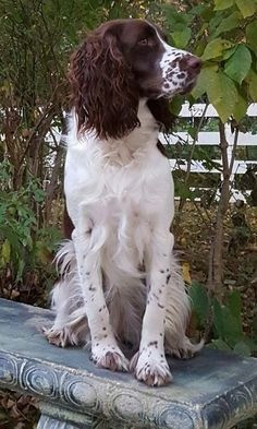 Springer Spaniel Welpen zu verkaufen Эрфурт - изображение 2