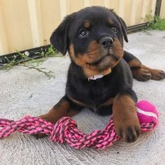 Wunderschöne Rottweiler-Welpen, bereit zum Abholen Duesseldorf - photo 2