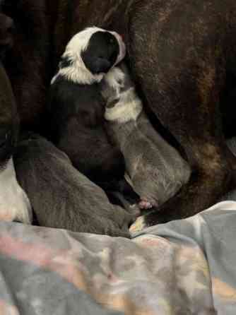 Staffordshire Bullterrier-Welpen zu verkaufen Magdeburg