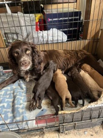 Schöne Cocker Spaniel Welpen zu verkaufen Dresden - photo 2