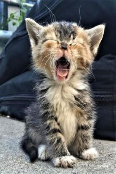 Tabby-Kätzchen, vom Bauernhof gezüchtet, süße Haustiere Mainz - photo 1