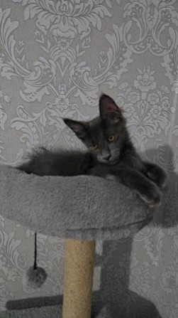 Lernen Sie unsere entzückenden blauen Maine Coon Kätzchen kennen, 14 Wochen alt Dresden - photo 2