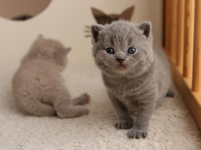 100 % Britisch Kurzhaar zur Adoption. Duesseldorf - photo 1