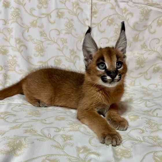 Caracal Kittens Берлин