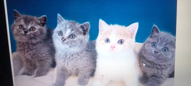 British Shorthair kittens Schwerin - изображение 1