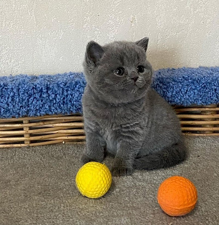 British Shorthair kittens Бремен - изображение 1