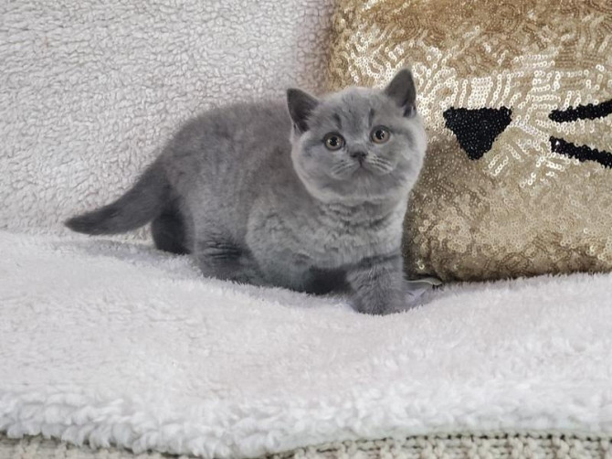 British Shorthair kittens Hannover - photo 1