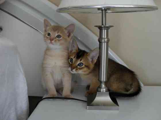 Abyssinian kittens Шверін