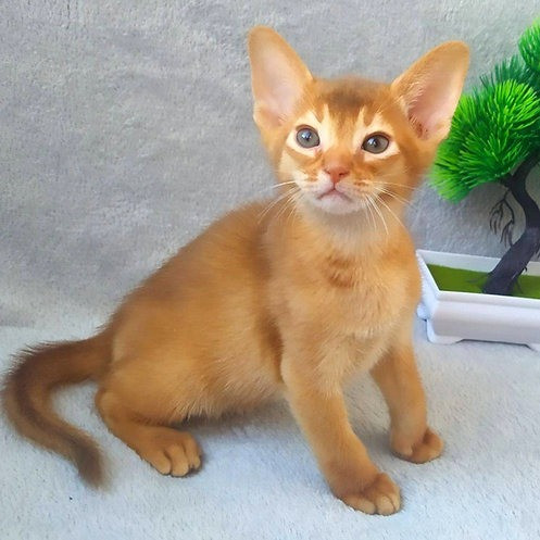 Abyssinian kittens Munich - photo 1