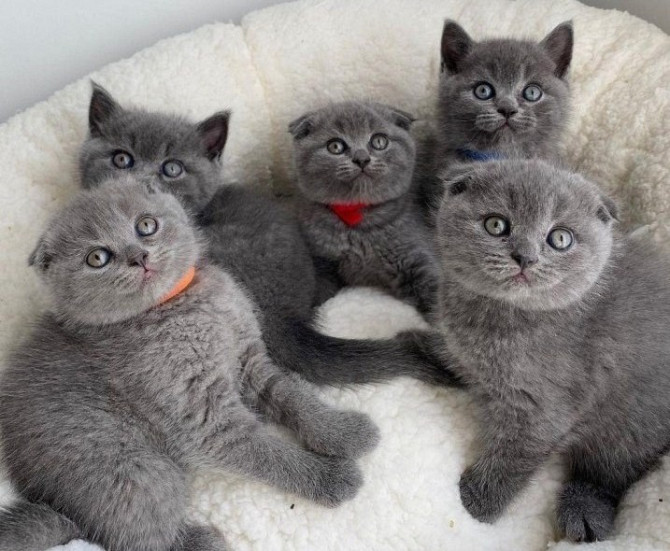 Scottish fold kittens Erfurt - photo 1