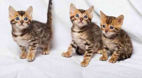 Bengal kittens Erfurt