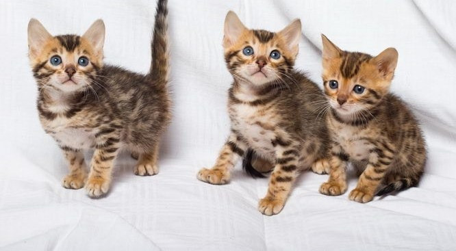 Bengal kittens Erfurt - photo 1