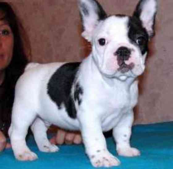 French Bulldog Puppies Шверин