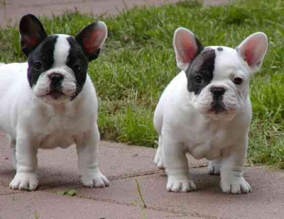 French Bulldog Puppies Munich