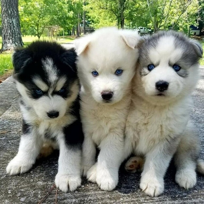 Siberian Husky puppies Erfurt - photo 1